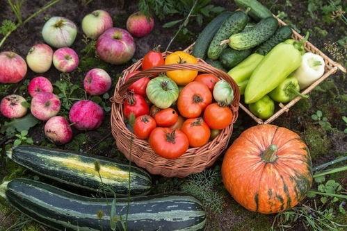 吃瓜全家桶免费,免费畅享的夏日消暑盛宴