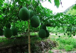 吃吊瓜能补血吗,天然补血佳品，营养滋补新选择