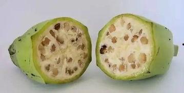 长籽瓜怎么吃,解锁美味新体验