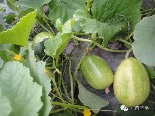 吃瓜没熟,瓜熟蒂落前的那些“吃瓜”趣事