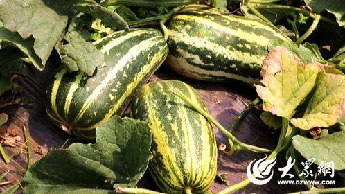 兰陵县吃瓜视频