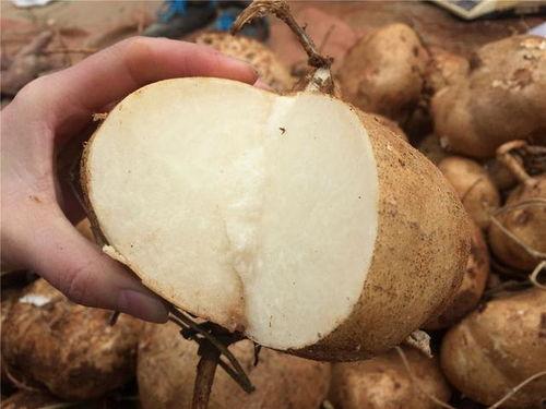 吃土瓜会胀气吗,吃土瓜胀气真相揭秘