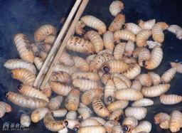 吃瓜的虫蛆,吃瓜虫蛆的生存奥秘与生态作用