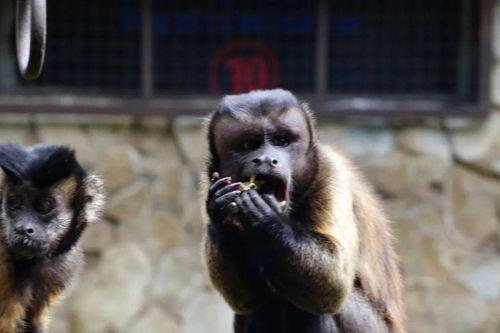 带你吃瓜猴,带你领略“吃瓜猴”的独特魅力