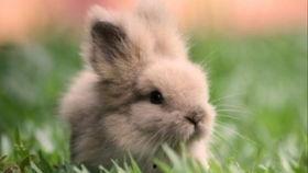 黄色的兔子吃瓜,探寻黄色兔子与瓜果的奇妙缘分