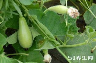 长期吃天瓜好吗,健康益处与注意事项揭秘