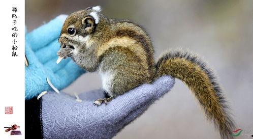 松鼠吃瓜子还是熟瓜