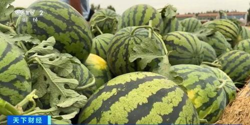 圣华女子学院吃瓜吃瓜,揭秘校园里的“吃瓜”风云