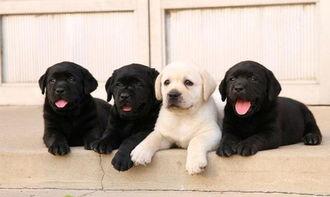 方瓜幼犬可以吃吗,安全与适宜性分析