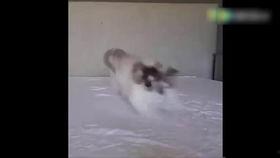 幸福的吃瓜小猫,吃瓜小猫的幸福生活揭秘