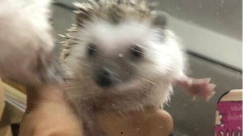 吃瓜刺猬的闰土