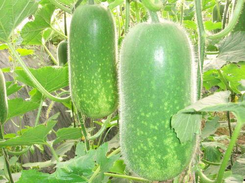 marvin吃瓜,一场吃瓜界的狂欢盛宴