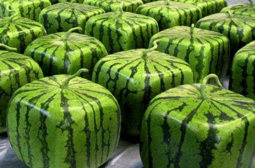 火热中国吃瓜,吃瓜群众的狂欢盛宴