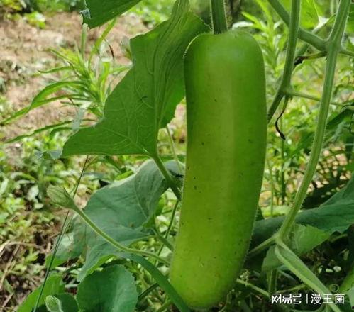 瓠子瓜宝宝可以吃吗,瓠子瓜宝宝适宜食用指南