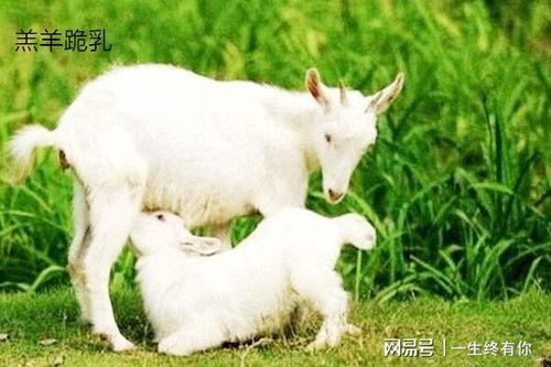 小羊吃大瓜,一场趣味盎然的食趣之旅