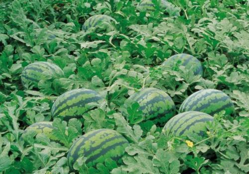 五十万吃瓜,揭秘娱乐圈背后的惊人真相