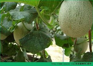 吃哈密瓜变成小猪,一食成猪的奇幻之旅