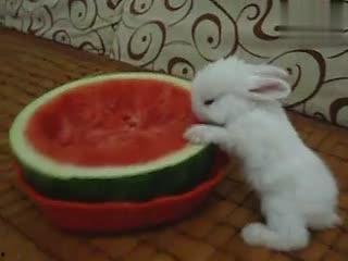 兔子吃瓜博主,揭秘萌宠美食日记